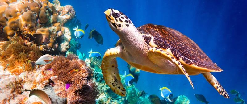 Turtle and fishes swimming in aquarium Phuket-Aquariam